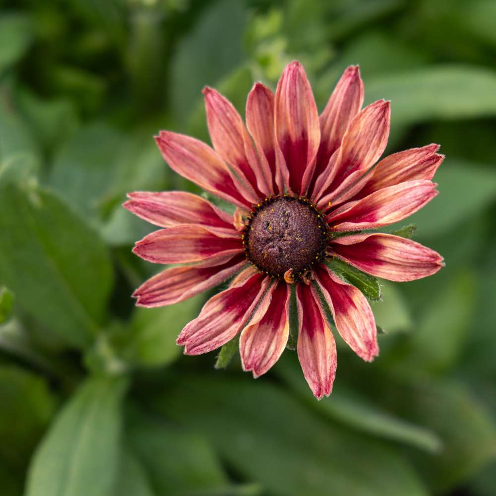 Solhatt 'Hirta Sahara' (frö)